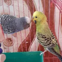 یک جفت مرغ عشق انگلیسی