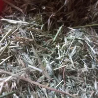 یونجه علفی چین اول