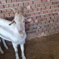 بزغاله و نر بز سانن