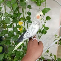 فروش یک جفت عروس هلندی سالم ( مولد واقعی ) دستی|پرنده|تهران, جوادیه تهرانپارس|دیوار