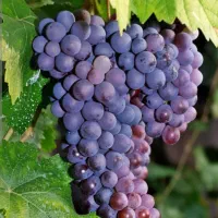 باغ فروشی یامعاوضه باخونه واحدیاماشین