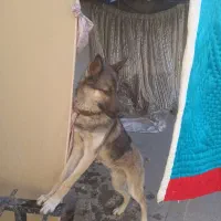 سگ گرگی|سگ|قم, علی آباد سعدگان|دیوار