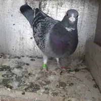 پلاکی مسافتی جان آردان|پرنده|اسدآباد, |دیوار