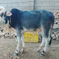 گاو نر|حیوانات مزرعه|قشم, |دیوار