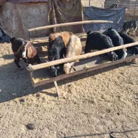 ۵ راس کهره و یک بز جوان چاق