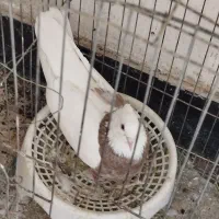 طوقی نقد و معاوضه با عروس هلندی|پرنده|یاسوج, |دیوار