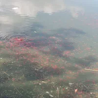 ماهی قرمز ۲ بند