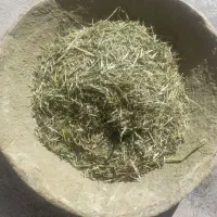 علف(گزره)|خدمات باغبانی و درختکاری|دهگلان, |دیوار