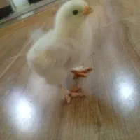 جوجه برهما