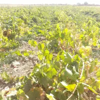 فروش نهال انگور یکساله و دوساله|خدمات باغبانی و درختکاری|خرمدشت, |دیوار