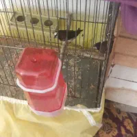 یه جفت عروس هلندی  نر و ماده عدد فنج بنغالی|پرنده|قزوین, |دیوار