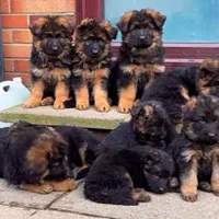 توله دو ماهه شولاین کیفیت A+ ،سگ German shepherd|سگ|تهران, ارم|دیوار