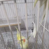 جفت عروس هلندی مولد