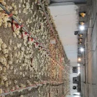 کارگر مرغداری