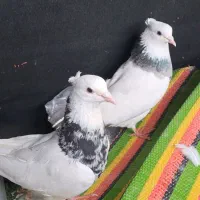 یک. جفت‌ الماسی‌۸‌ تا‌طوقی. نر