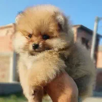 پامرانین خرسی عروسکی سایز ریز|سگ|گرگان, |دیوار