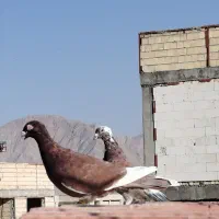 دورگ کفتر کبوتر|پرنده|مبارکه, |دیوار