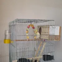 عروس هلندی