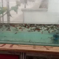 ماهی کپی|ماهی|قم, نوبهار|دیوار