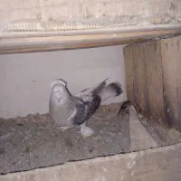 ترکیه نر بازی دار