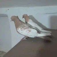 چهار جفت کفتر|پرنده|شیراز, بازار|دیوار