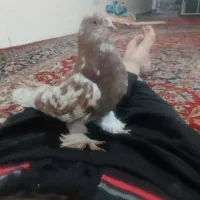 کفتر ۳۰۰ ماده پاپر