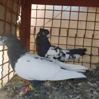 کفتر رنگه|پرنده|مشهد, گوهرشاد|دیوار