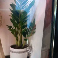 گلدان و گل زاموفولیا زامیفولیا