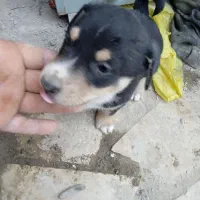 سگ پاپی نگهبان|سگ|مشهد, میان ولایت|دیوار