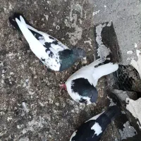 کفتر