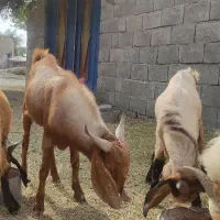 چپشت نری11 ماهه|حیوانات مزرعه|کهنوج, |دیوار