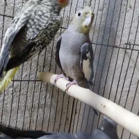 ۴عدد جوجه عروس دونه خور|پرنده|رشت, بازار|دیوار