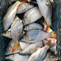 فروش بچه ماهی آمور کپور فیتوفاک و بیگهد