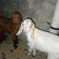 دو عدد کره 40روز شیر خوار