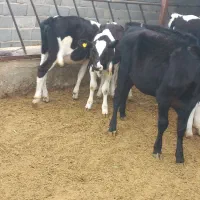 گوساله ۱۰تا