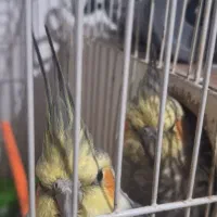 یک جفت عروس هلندی فروشی|پرنده|پائین جام, |دیوار