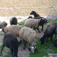 گوسفند جوان بره ماده میش جوان قره قزل