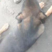 توله سگ ۵ماهه