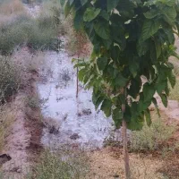 زمین سرو ارنان|فروش زمین و ملک کلنگی|گاریزات, |دیوار