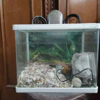 آکواریم شیشه خم