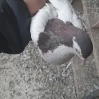 دوتا کفتر خال سرخ و سیاه|پرنده|چهاردانگه (تهران), |دیوار