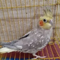 عروس هلندی|پرنده|طبس, |دیوار