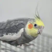 دو عدد عروس هلندی و یه قفس