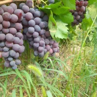 فروش مزرعه ۶ دانگ شخصی|فروش زمین و ملک کلنگی|بوانات, |دیوار