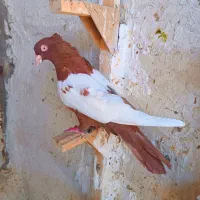 سینه سرخ|پرنده|شیراز, دلگشا|دیوار