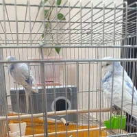 مرغ عشق انگلیسی|پرنده|تکاب, |دیوار