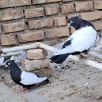 نرماده سینه سیاه|پرنده|دزفول, |دیوار