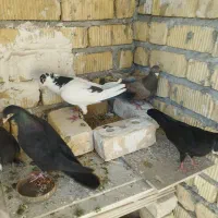 6تا کفتر 1000|پرنده|مرودشت, شهرک مهدیه|دیوار