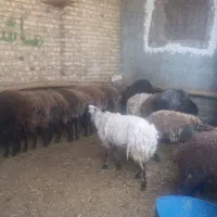 50کیلو 7ملیون|حیوانات مزرعه|کرج, فاز ۳ گوهردشت|دیوار