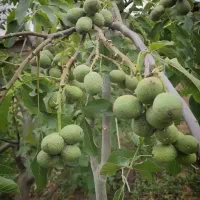 نهالفروشی آرش محمدپور|خدمات باغبانی و درختکاری|خرمآباد, |دیوار